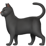 Черна котка